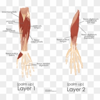 The Muscles Of The Hand And Forearm - Flexor Carpi Ulnaris And Flexor Digitorum Profundus Clipart