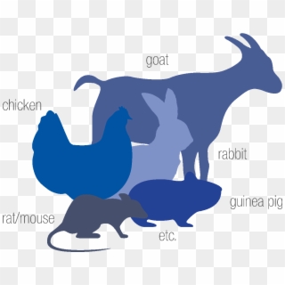 Select Currency - Chicken Clipart