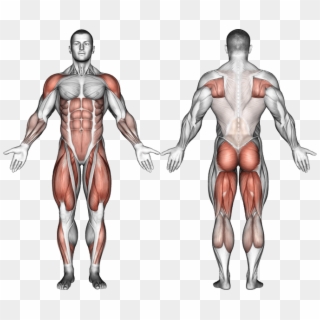 Muscles Worked - Front Squats Muscles Worked Clipart