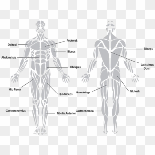 Knowing The Major Muscles That Cause Movement Around - Muscular System Black And White Clipart