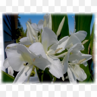 Butterfly Hedychium Coronarium Wild Things Grow - Lily Clipart
