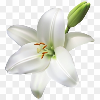 Lily Flower Transparent Png Clip Art Image - Lily Flowers Clear Background