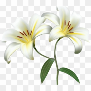 Free Free 194 Lily Flower Svg Free SVG PNG EPS DXF File