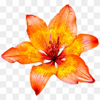 Lily Flowers Png Images Pics Free Download - Orange Flowers White Background Clipart