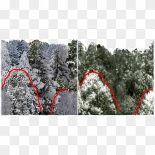 As You Can See I Have Chosen Snowy Trees That Are Similar Clipart