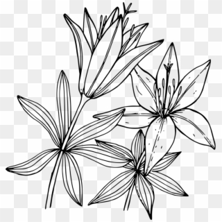 Wood Lily Flower Coloring Book Floral Design - Lily Coloring Pages Clipart