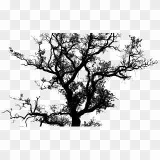 Banner Black And White Library Oak Tree Silhouette - Tree Siluet Vector Png Clipart