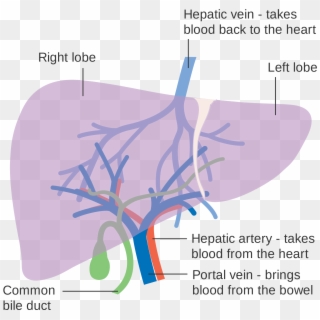 Diagram Showing The Two Lobes Of The Liver And Its - Liver And Blood Supply Clipart