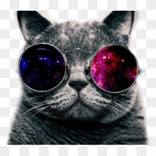 Coolcat Sticker - Mlg Cat With Glasses Clipart