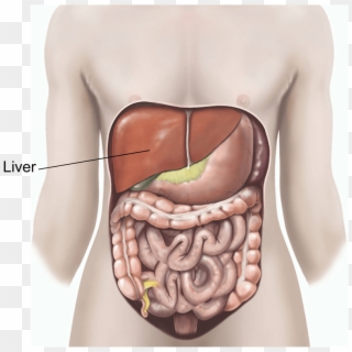 Are There Any Alternatives To A Liver Biopsy - Tattoo Clipart