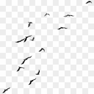 Flock , Png Download - Birds With Transparent Background Clipart