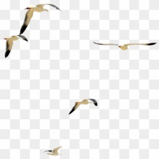 Flock Of Doves Png - Flock Clipart