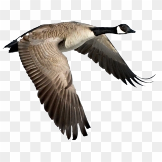 Flying Goose Png - Flying Canada Goose Bird Clipart