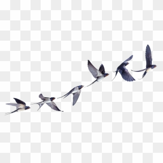 Flight Flock Of Birds Swallow Bird Barn - Swallow In Flight Clipart