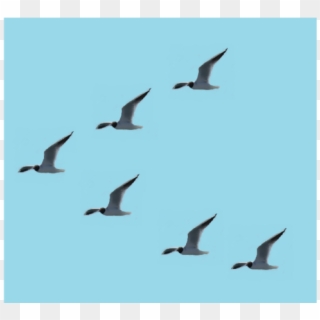 Birds In Leader-follower Formation - Flock Clipart