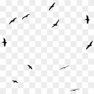 Birds Sticker - Flock Clipart