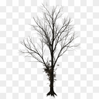 Bare Trees Png - Real Leafless Tree Png Clipart