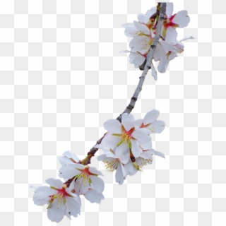 Branch, Almond Tree, Flowery Branch - Flower Branch No Background Clipart