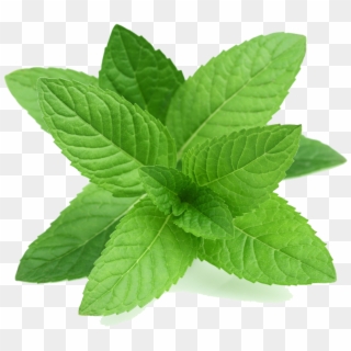 Mint Png Transparent Picture - Peppermint Leaf Clipart
