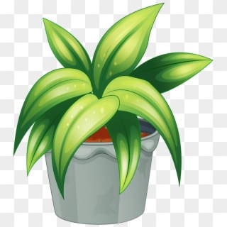 Potted Plant Cliparts - Non Flowering Plants Clipart - Png Download