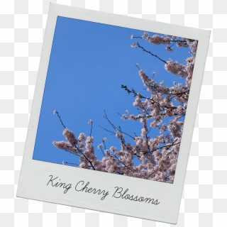 One Thing That Was Lacking From The Festival Was Food - Cherry Blossom Clipart