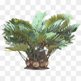 A Potted Trpoical Plant - Zamia Furfuracea Png Clipart