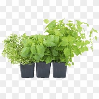 Herb Png - Herb Plants Png Clipart