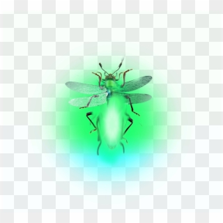 Firefly Lighteningbugs Fireflies Clipart