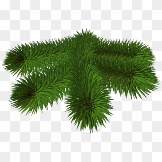 Transparent Background Pine Branch Png Clipart