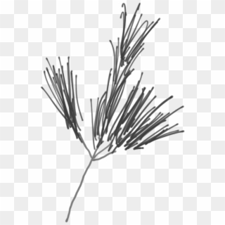 Sketch Of A White Pine Branch - Western Yellow Pine Clipart