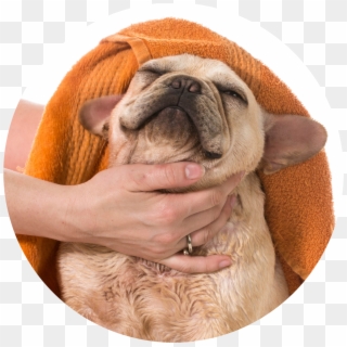 2m Dog Towel 20 Jul 2017 - Towel Drying A Dog Clipart