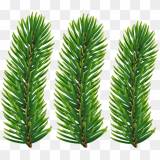 Pine Image Gallery Yopriceville - Transparent Pine Branch Clipart