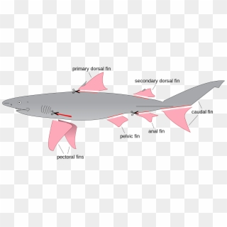 Shark Finning Diagram - Shark Fins Diagram Clipart