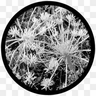 D - Thomas - Sage Frost - Hedgehog Cactus Clipart