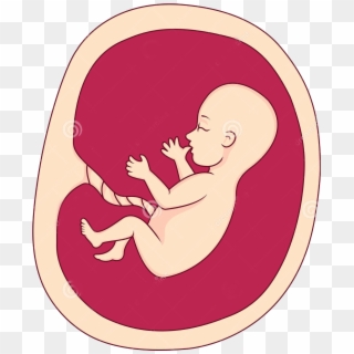 Fetus Png - Baby In Womb Png Clipart