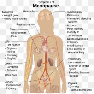 Difference Between Menopause And Pregnancy - Do Drugs Affect The Body Clipart