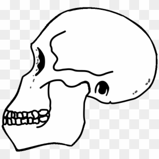Rudolfensis Skull - Illustration Clipart