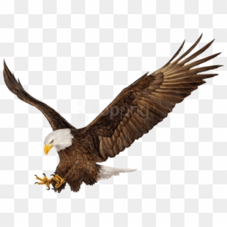 American Eagle Png Clipart