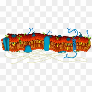 Cell Membrane Detailed Diagram Blank - Cell Membrane Color Coded Clipart