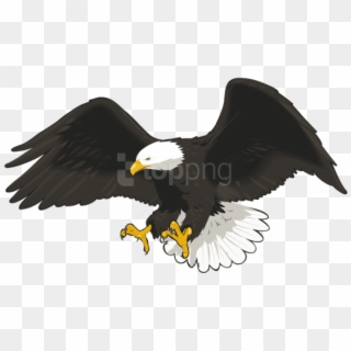 Free Png Download Eagle Png Png Images Background Png - Bald Eagle Clipart Png Transparent Png