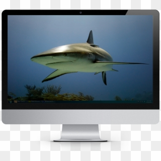 2019 Tropical Fish Calendar Windows Theme - Led-backlit Lcd Display Clipart