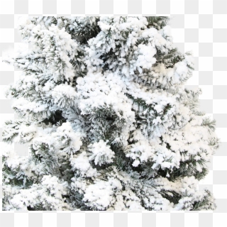 Authentic Christmas Tree Snow Flocking Powder Clipart