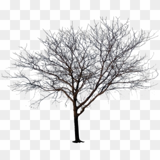 1600 X 1600 19 - No Leaves Tree Png Clipart