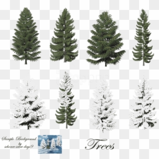 Free Png Download Fir-tree Free Png Images Background - Snow On Trees Photoshop Clipart