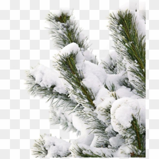 #snowtree #snow #branch - Snow Covered Pine Tree Png Clipart