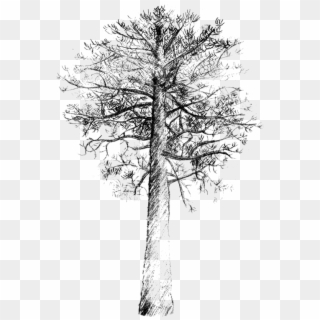 Lodgepole Pine Scots Pine Tree Drawing Loblolly Pine - Pino Silvestre Para Dibujar Clipart