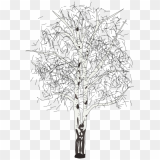 17 - Birch - Silver Birch Tree Clipart - Png Download