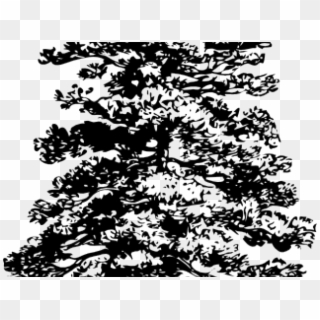 Drawn Pine Tree Drawing - Pine Tree Clip Art - Png Download