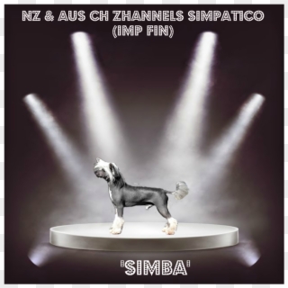Simba Is Another One Of Our Sweetest Happiest Little - Companion Dog Clipart