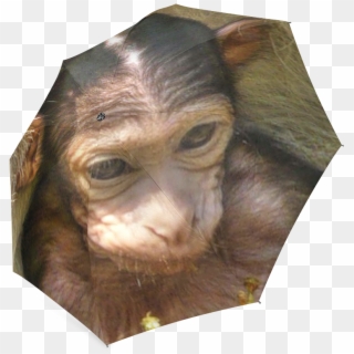 Common Chimpanzee Clipart